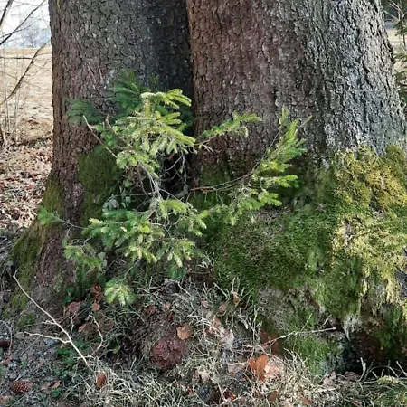 Apartamento Adri Im Geyersberg *